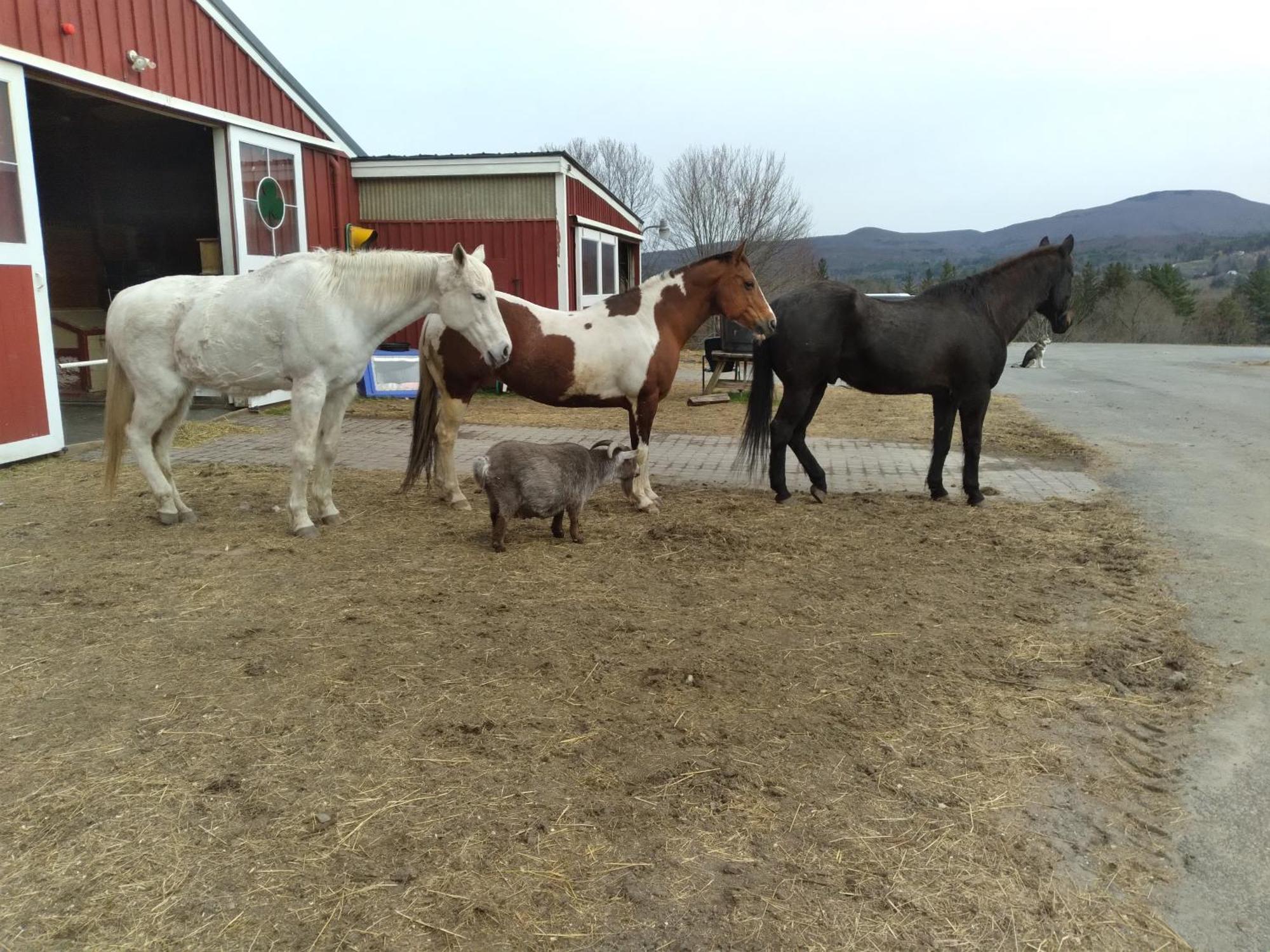 Clover Hill Farm & Country Inn Уилямстаун Екстериор снимка
